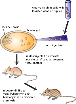 Knockout Mice Fact Sheet