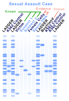 How To Read A Dna Fingerprint Chart