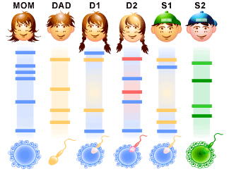 How To Read A Dna Fingerprint Chart