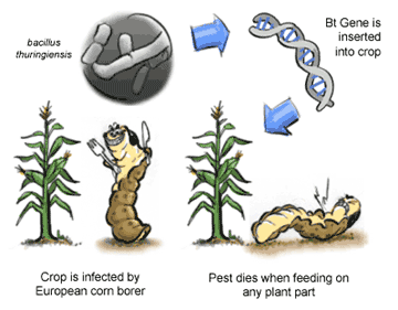 BT CORN: IS IT WORTH THE RISK?