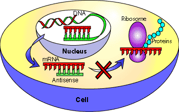 ANTISENSE RNA | SCQ