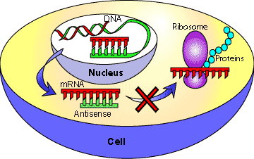 rna antisense translation scq formation blocks figure ubc ca