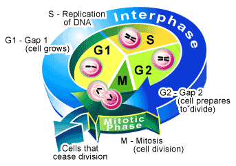 THE CELL CYCLE: A UNIVERSAL CELLULAR DIVISION PROGRAM | SCQ