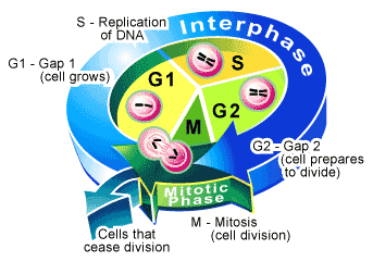 cell reproduction cycle