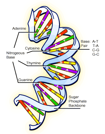  chains existed, DNA and RNA. The most obvious difference between 