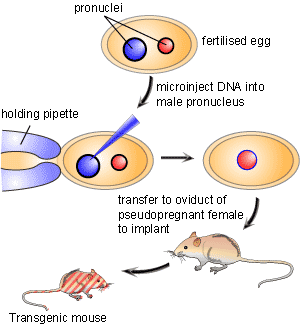 Knockout Mice Fact Sheet