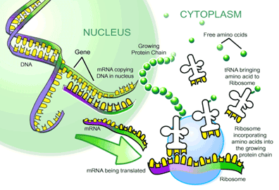 A MONK'S FLOURISHING GARDEN: THE BASICS OF MOLECULAR BIOLOGY EXPLAINED