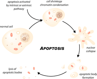 Apoptosis.gif