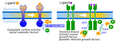 cellsurfaceRenzyme.jpg