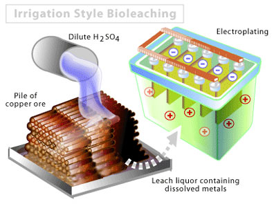 microbminingbioleach.jpg