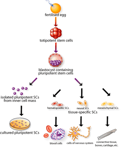 The origin, isolation, & specialization of stem cells