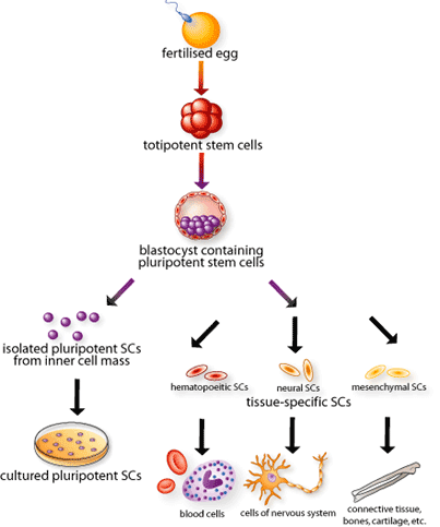 stemcells2-GIF.gif