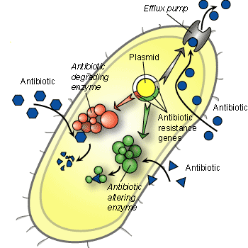 The most common mode is enzymatic inactivation of the antibiotic.