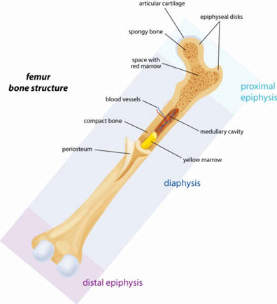 What Are Osteocytes