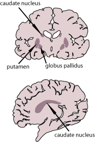 brain(1).gif