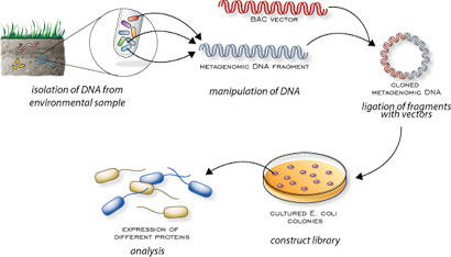 [Image: metagenomic%5B1%5D.jpg]