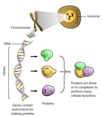 molecular-machine.gif