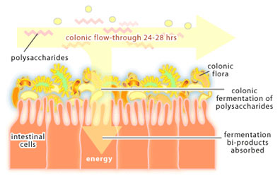 normalfloracolon.jpg