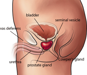 prostate