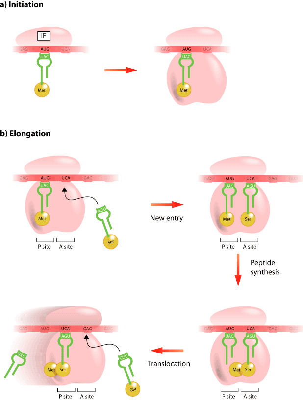 Figure 3: Basic elements of protein translation. (Click on image to enlarge)