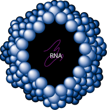 The image “http://www.scq.ubc.ca/wp-content/uploads/2006/08/rhinovirus%5B1%5D-GIF.gif” cannot be displayed, because it contains errors.