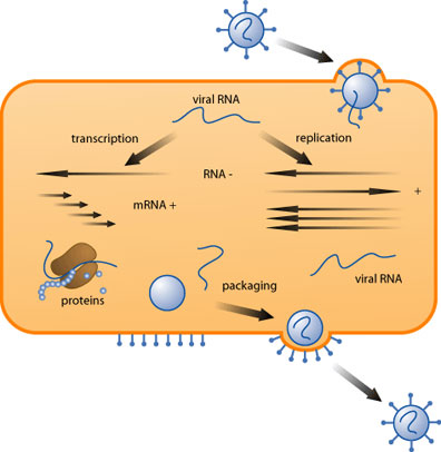 viralreplication.jpg