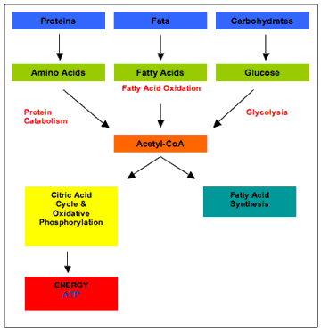 Carbs Fats Proteins