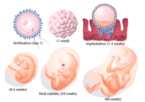 https://www.scq.ubc.ca/quarterly014/fetus.gif