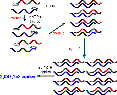 PCR.gif