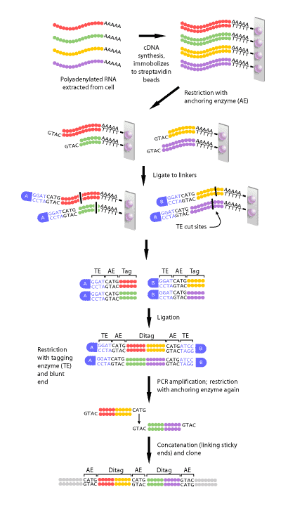 SAGE3b.gif