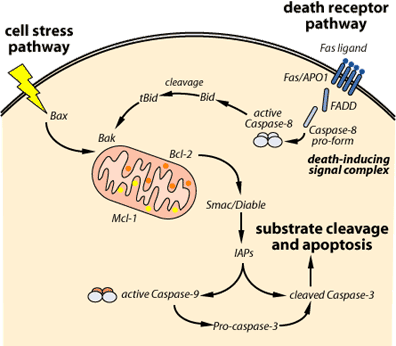 apoptosispathways.gif