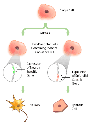 celldifferentiation.gif