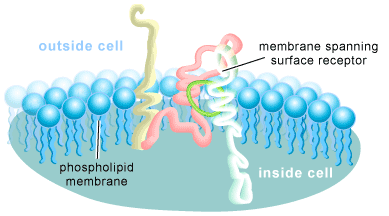 cellsurfaceR.gif