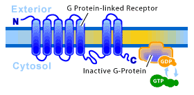 cellsurfaceRgprotein.gif