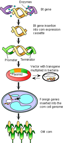 genetransferring.gif