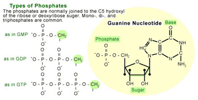 gproteinstructure.jpg