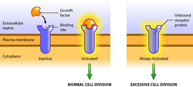 modified-receptor.jpg