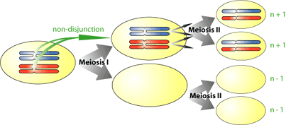 nondisjunct_I(1).gif