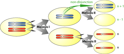 nondisjunct_II(1).gif