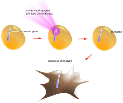 oncogene-formation.jpg