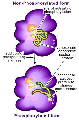 phosphoConformationchange.gif