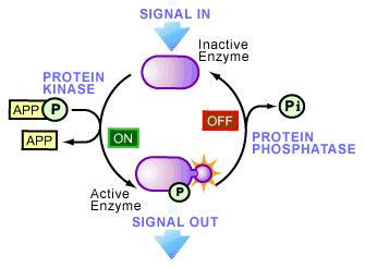 phosphopathway.gif