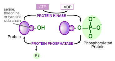 proteinkinase.gif