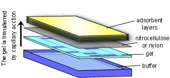 southern-blot.gif