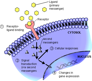 transduction.gif