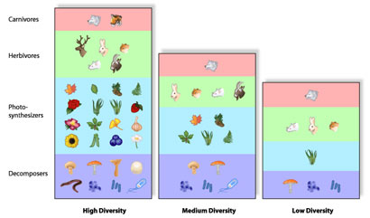 Biodiversity.jpg