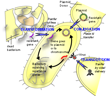 HorizontalTransfer.gif