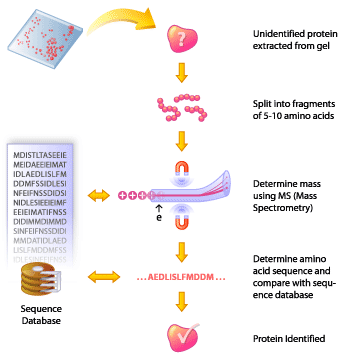 Proteomics.gif