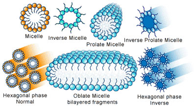 TypesOfLipidStructures.jpg