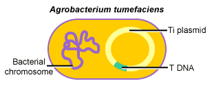 agrobacteria.gif